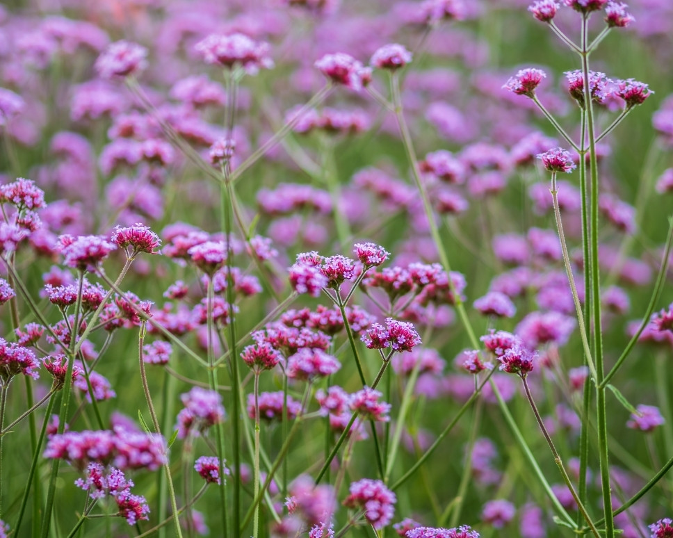 Bougie parfumée Verveine – pot ambré